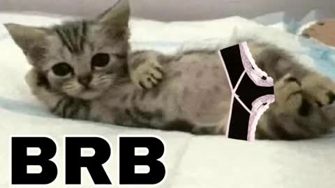 miko3 online show from April 30, 8:03 pm