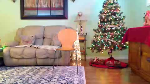 Alicia deHart  Trans MtF Help me reach 1000 Followers. Its FREE online show from December 14, 7:52 pm