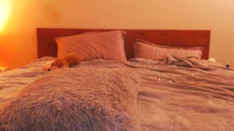 Andra online show from February 23, 5:45 pm