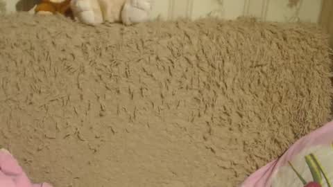 say meow and send tips  online show from December 20, 8:23 pm