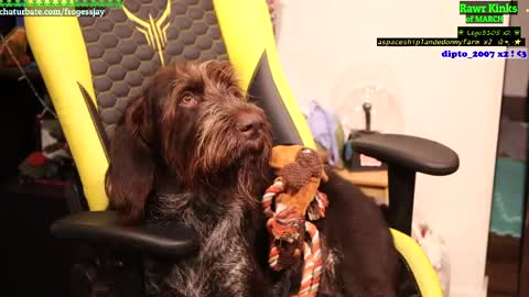   Jaywise Frogfoot  online show from March 27, 8:31 pm