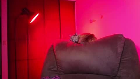 Hanna FREE ONLYFANS  online show from February 25, 11:47 pm