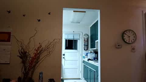 Snapshot of lacybell chatting on March 8, 11:45 am lacybell online show from March 8, 11:45 am