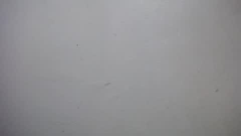 lisa_branch online show from January 7, 7:06 pm