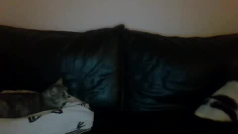 MilaGabor online show from October 16, 7:05 pm