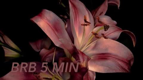 Sofia     online show from November 8, 7:30 pm