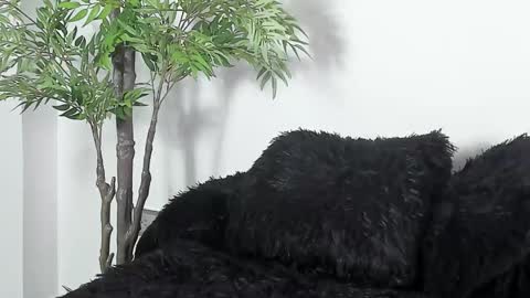 shazam online show from March 5, 3:41 pm