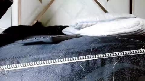 SophiaLee online show from February 13, 1:40 am