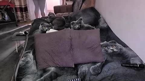 Lana online show from November 13, 2:32 am