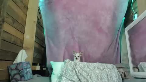 veronica90210 online show from November 4, 4:34 pm