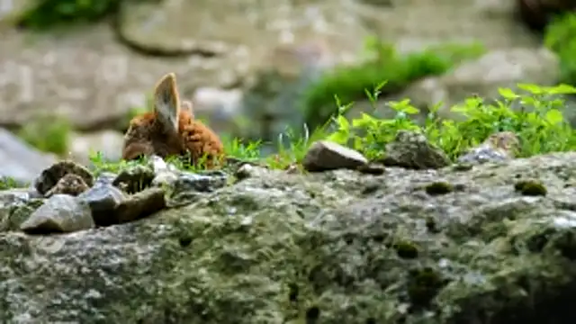 streamy test11 online show from December 14, 11:16 am