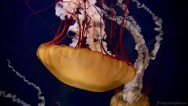 streamy test11 online show from November 26, 5:03 pm