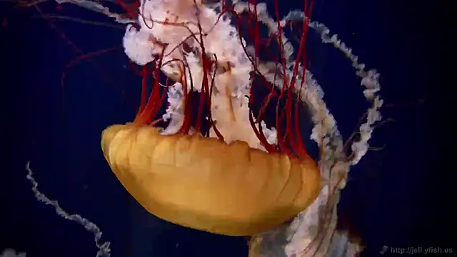 streamy test11 online show from December 17, 4:44 pm