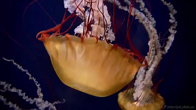 streamy test12 online show from February 10, 4:32 pm