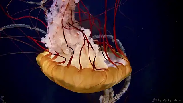 streamy test15 online show from March 2, 7:59 am