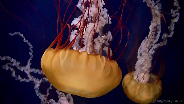 streamy test15 online show from February 19, 5:23 pm