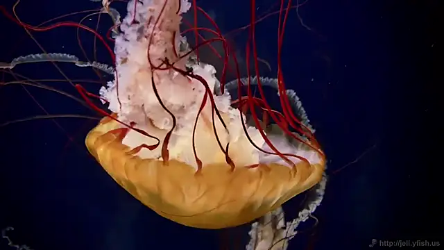 streamy test15 online show from November 7, 12:33 pm