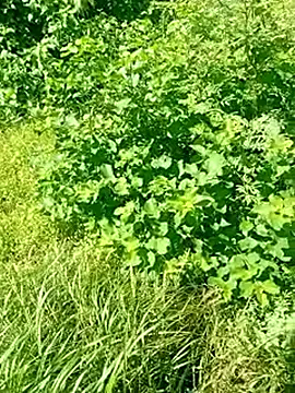 Khaleyssi online show from March 2, 7:31 pm