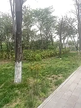 shaovu online show from April 7, 7:10 am