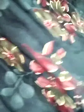 rani8008 online show from April 14, 2:44 am