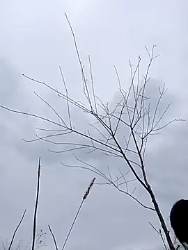 siusiu-00 online show from October 22, 2:05 am