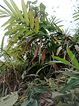 sushi-asa online show from March 11, 8:18 am