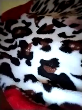 Sia9t online show from April 23, 2:30 pm