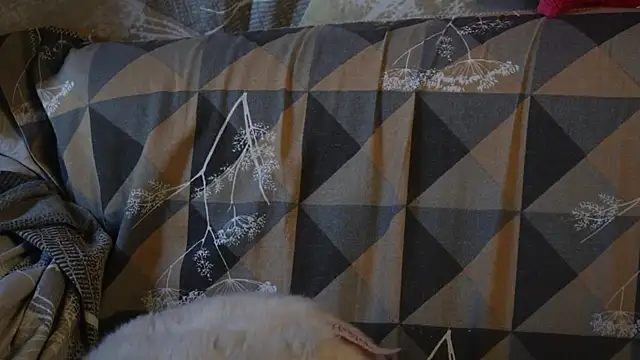 Snapshot of -AyeshaSinghania- chatting on September 23, 11:19 am -AyeshaSinghania- online show from September 23, 11:19 am